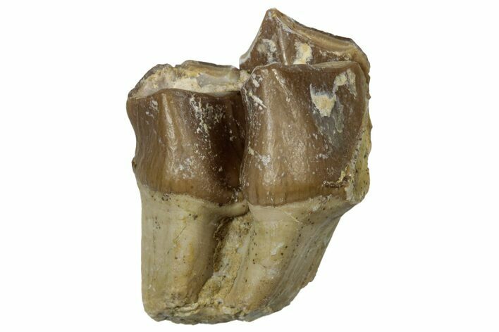 Fossil Oreodont (Merycoidodon) Molar - South Dakota #300274